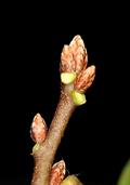 scarlet oak